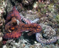 Locked in Conflict, Socorro Island, MX
Canon 20D, 10-22m... by Dan Blum 